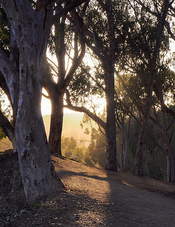 Afternoon sunlight pours through the trees at Will Rogers State Park in Los Angeles.