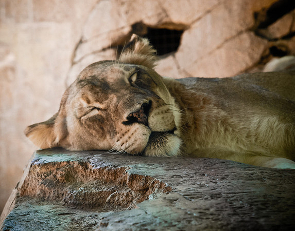 Sleeping Lioness